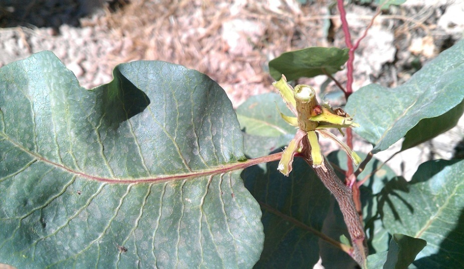 چگونگی پیوند درختان پسته